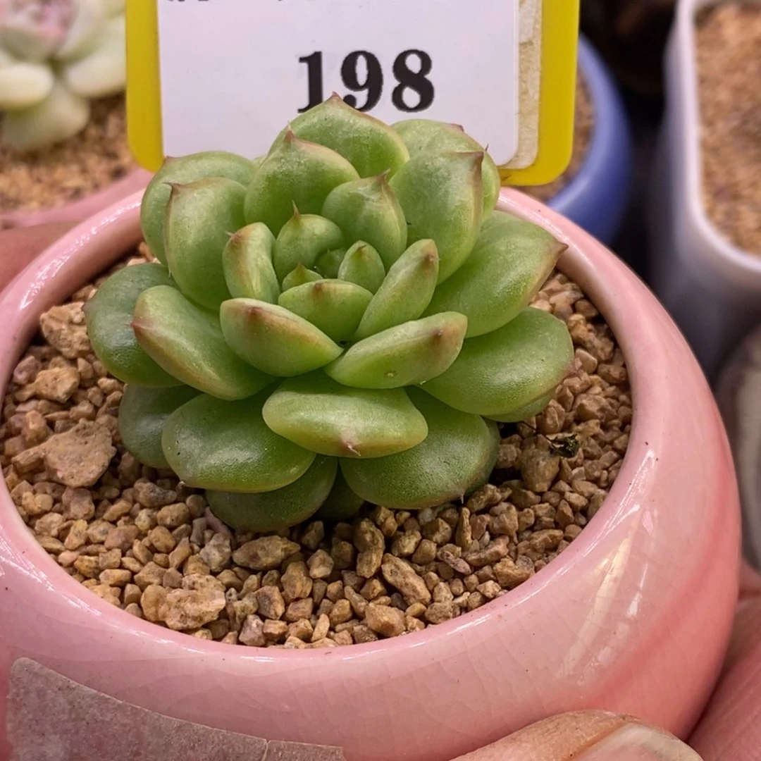 9198单头绿水鬼多肉