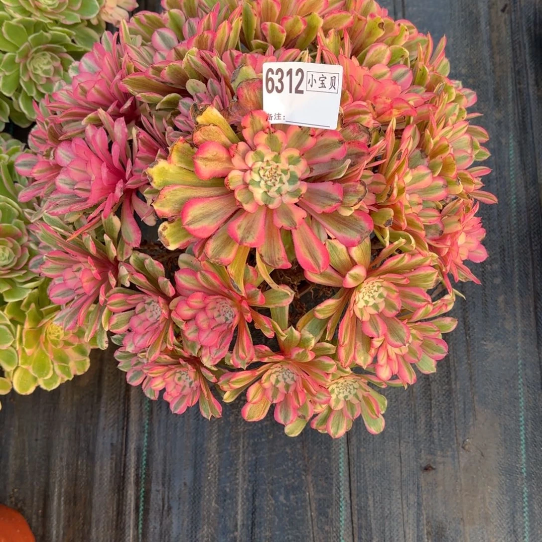 半***过6312多肉挑粉铜多肉多肉