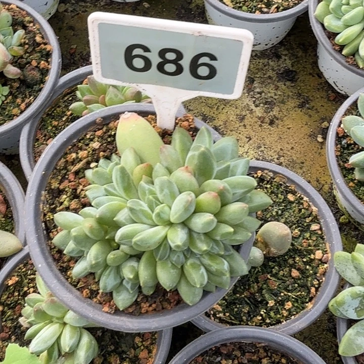 暗纹美人缀一物一拍686