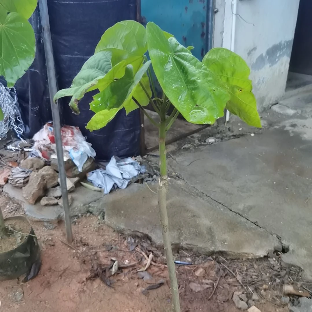 文***当前无花栽培后可以开花椰柿