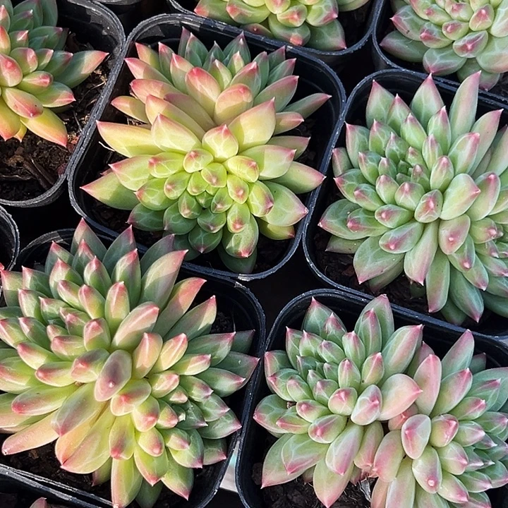 双头           甲骨文