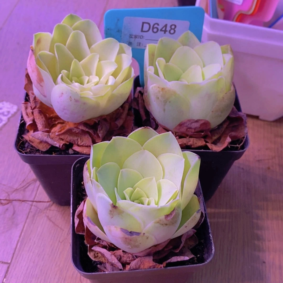 山地玫瑰一物一拍三颗黄酒杯7方648