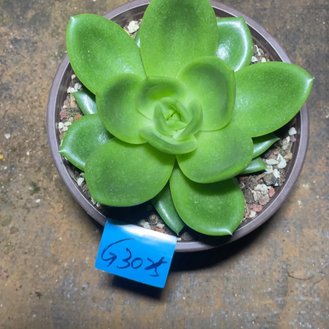 冰***水多肉植物多肉植物3025
