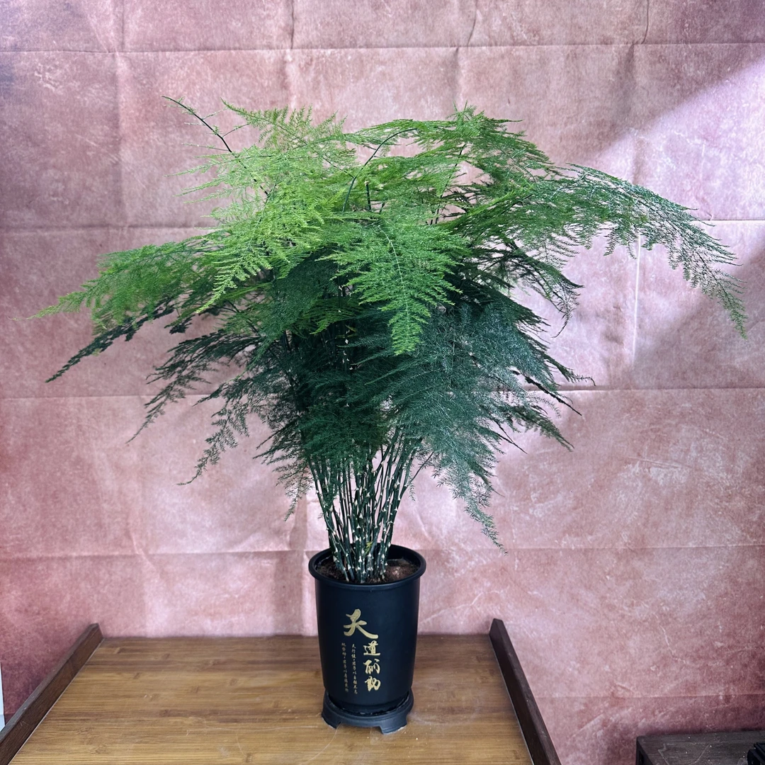 大文竹盆栽植物室内客厅办公室绿植花卉好养易活