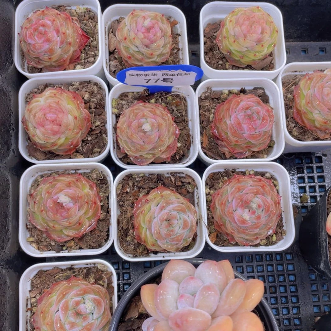 77号冻唇蜜单头一个