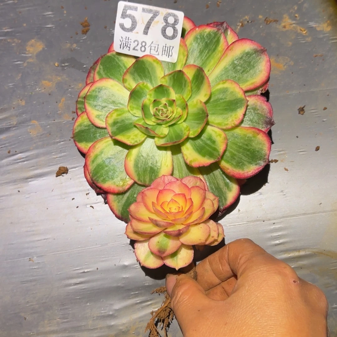 快***猬多肉植物578无售后