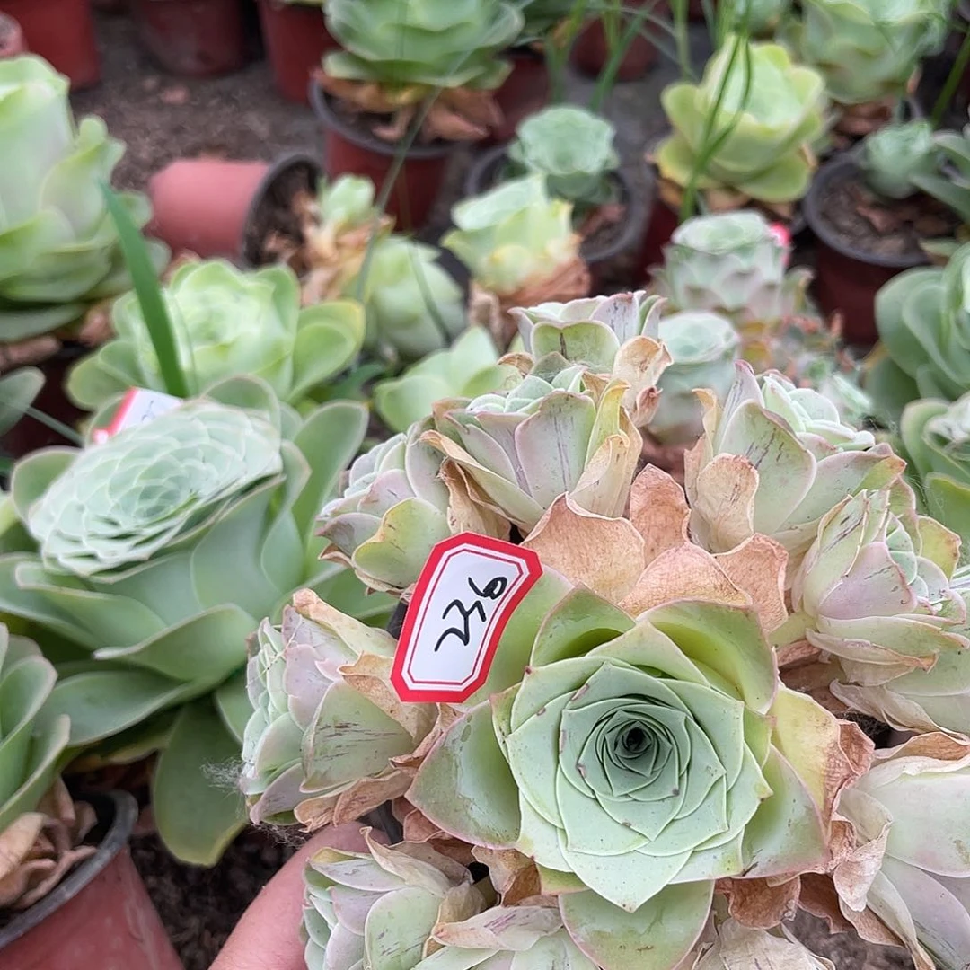 咿*山地玫瑰耶罗 236