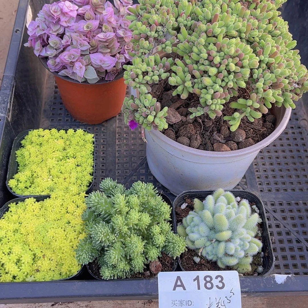 多肉183多肉植物