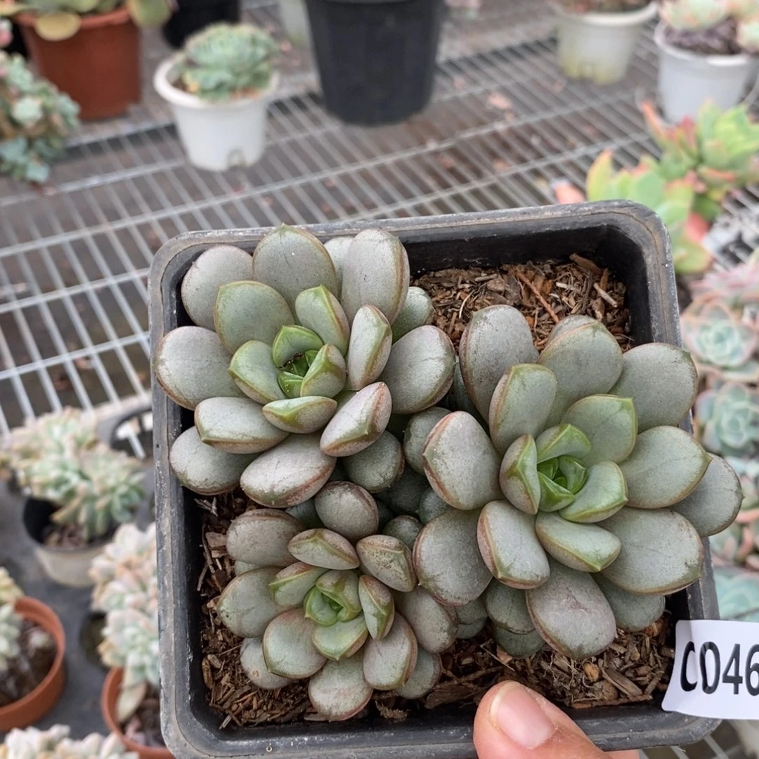 4688葡萄一物一拍