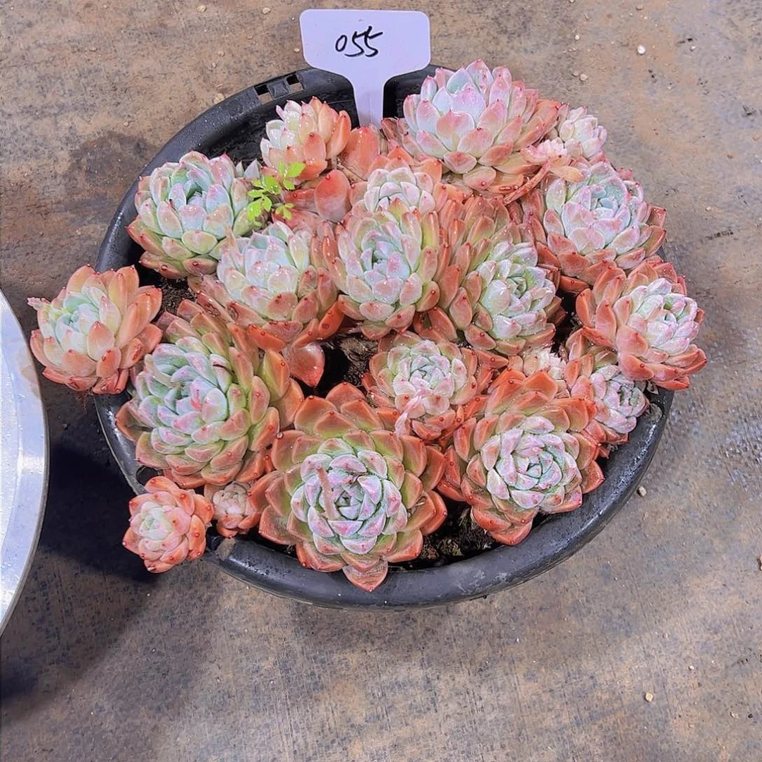 我***朵55阿尔巴佳人。。。。。。