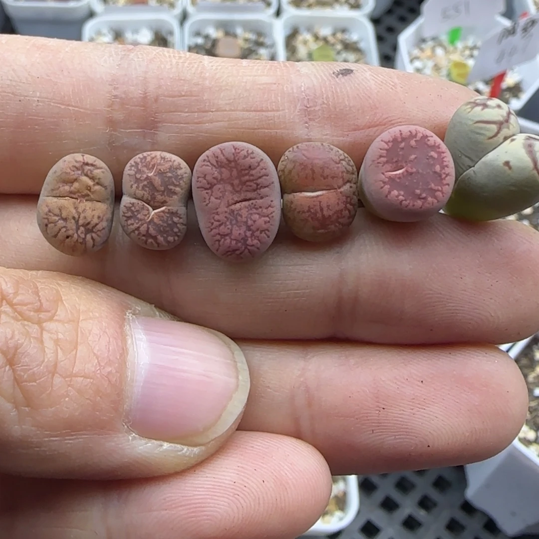 723 清框福利30包邮