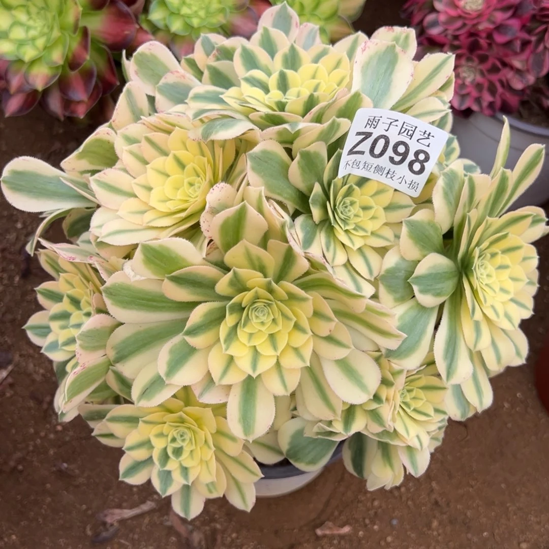 098迈巴赫尺寸20左右