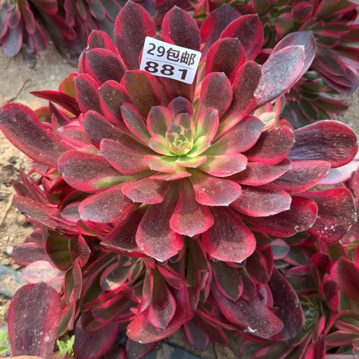 凤冠……多肉植物……