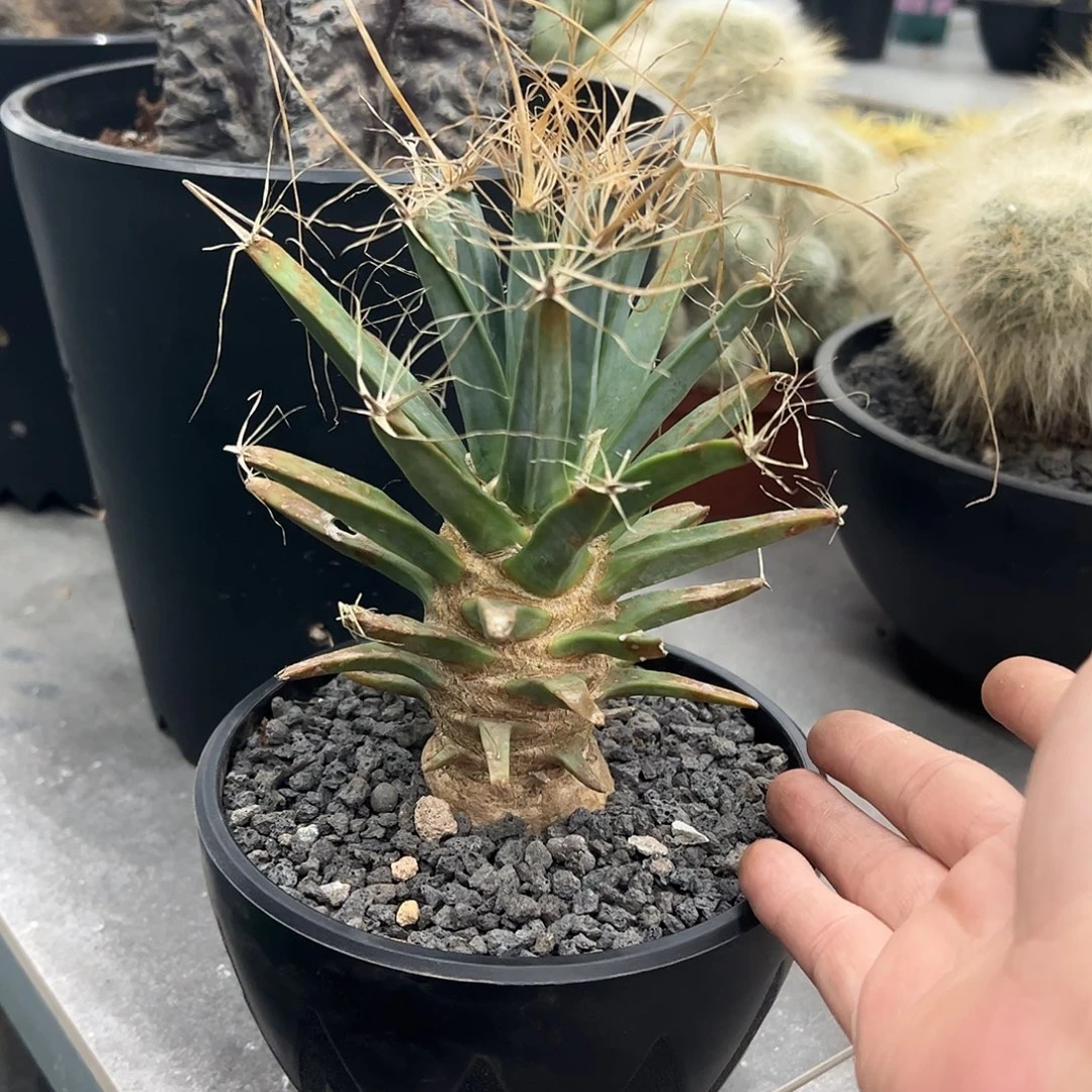 空***雨光山6666666668888