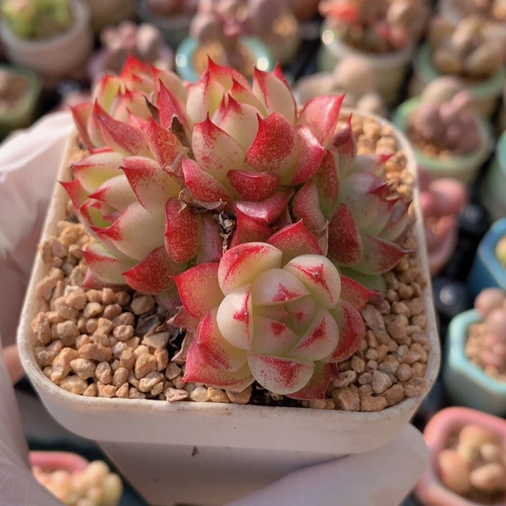 021 麦秆 满35包邮