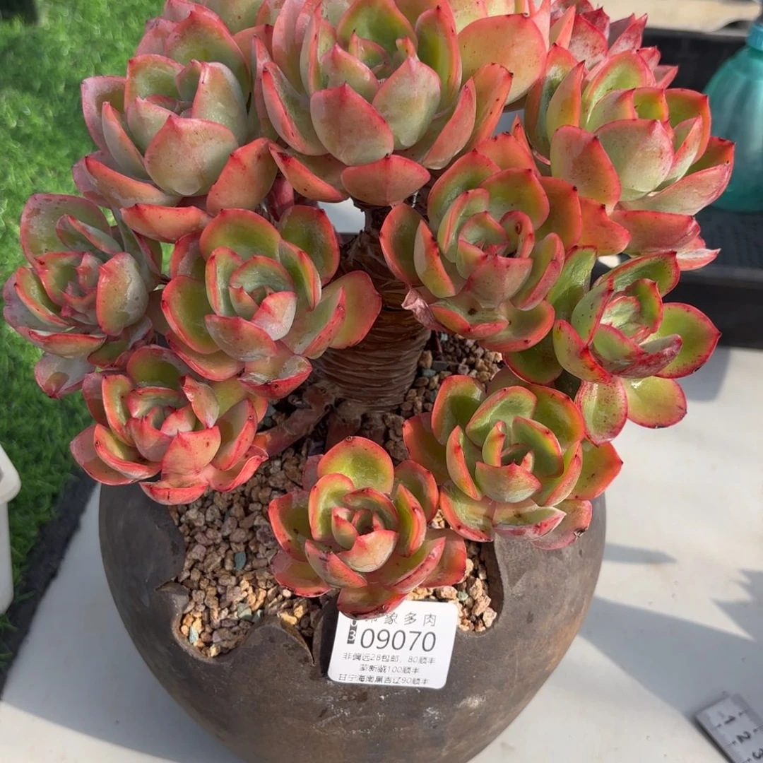 土*多肉植物09070带盆走物流