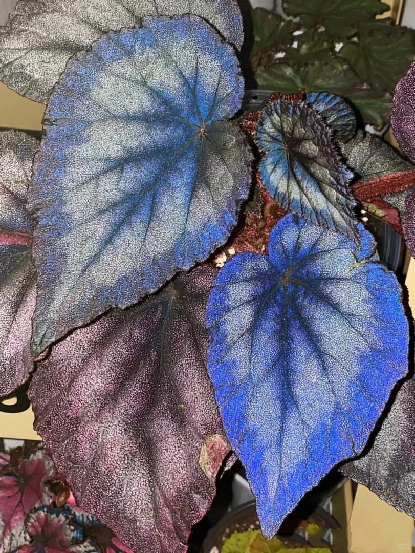 火烈鸟秋海棠蓝孔雀室内网红盆栽秋海棠观叶植物创意绿植蓝孔雀