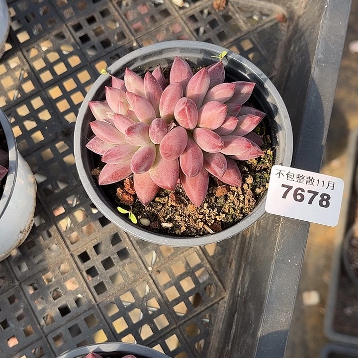 阿雅园艺。         7678虞美人