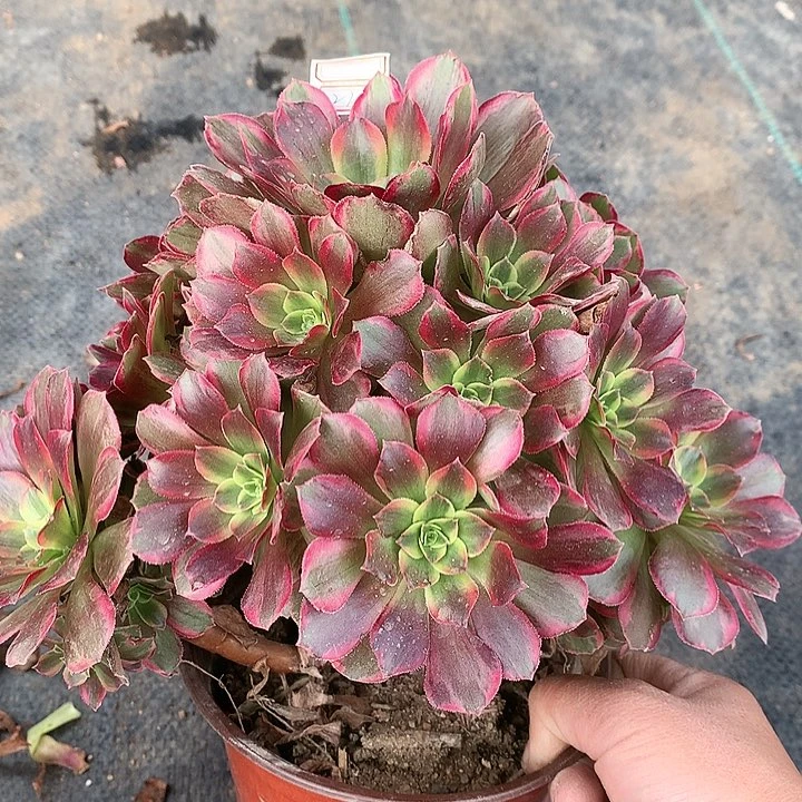 931安娜多肉植物