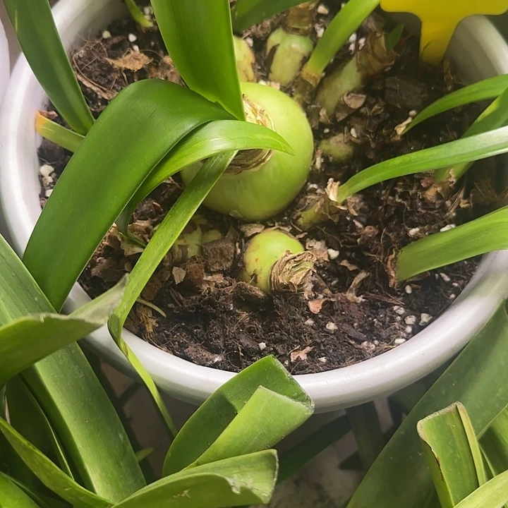 无花朵贵妇主球6+带13侧