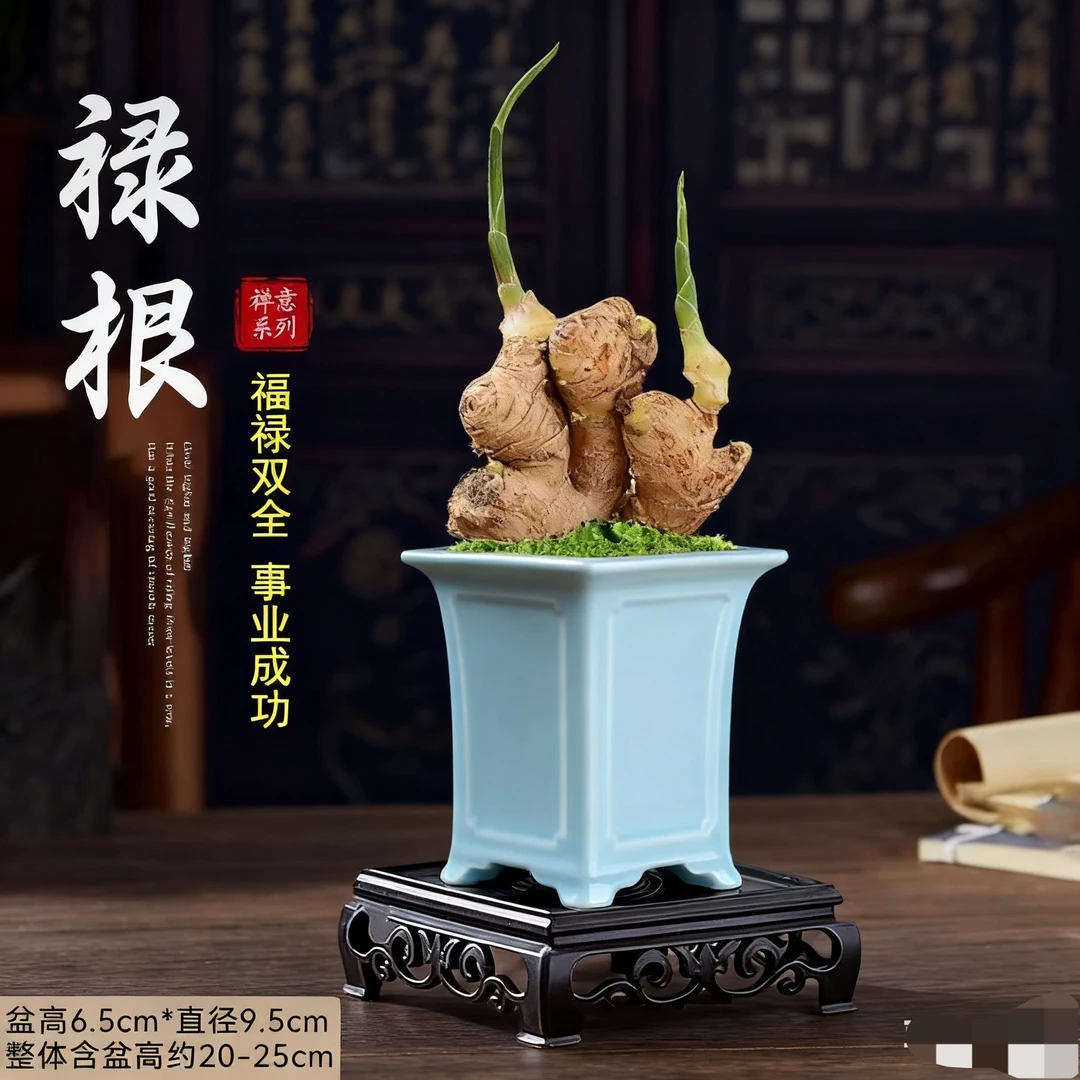 带芽禄根盆栽四季好养不当生姜苗室内办公室桌面小绿植盆景