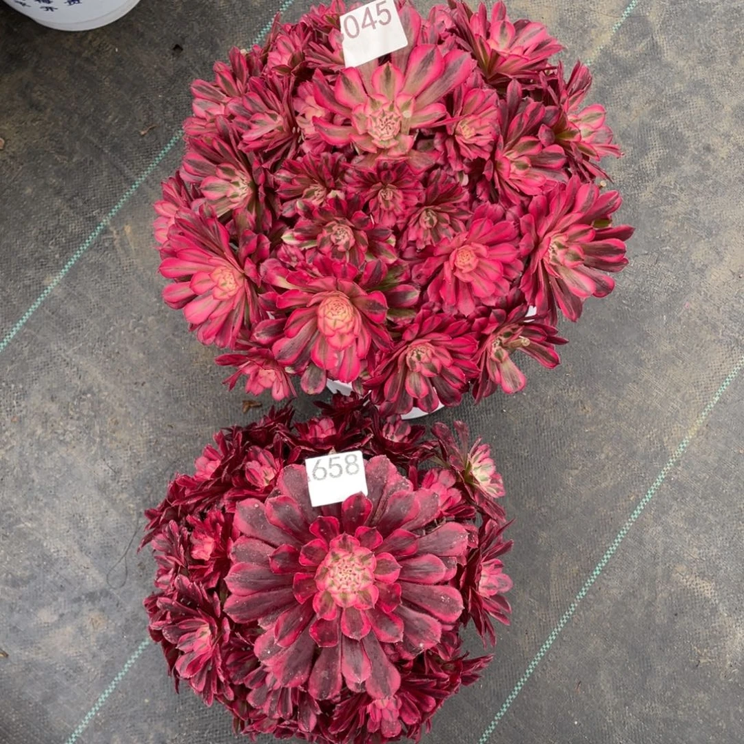 卿***卿045.红铜白多肉植物