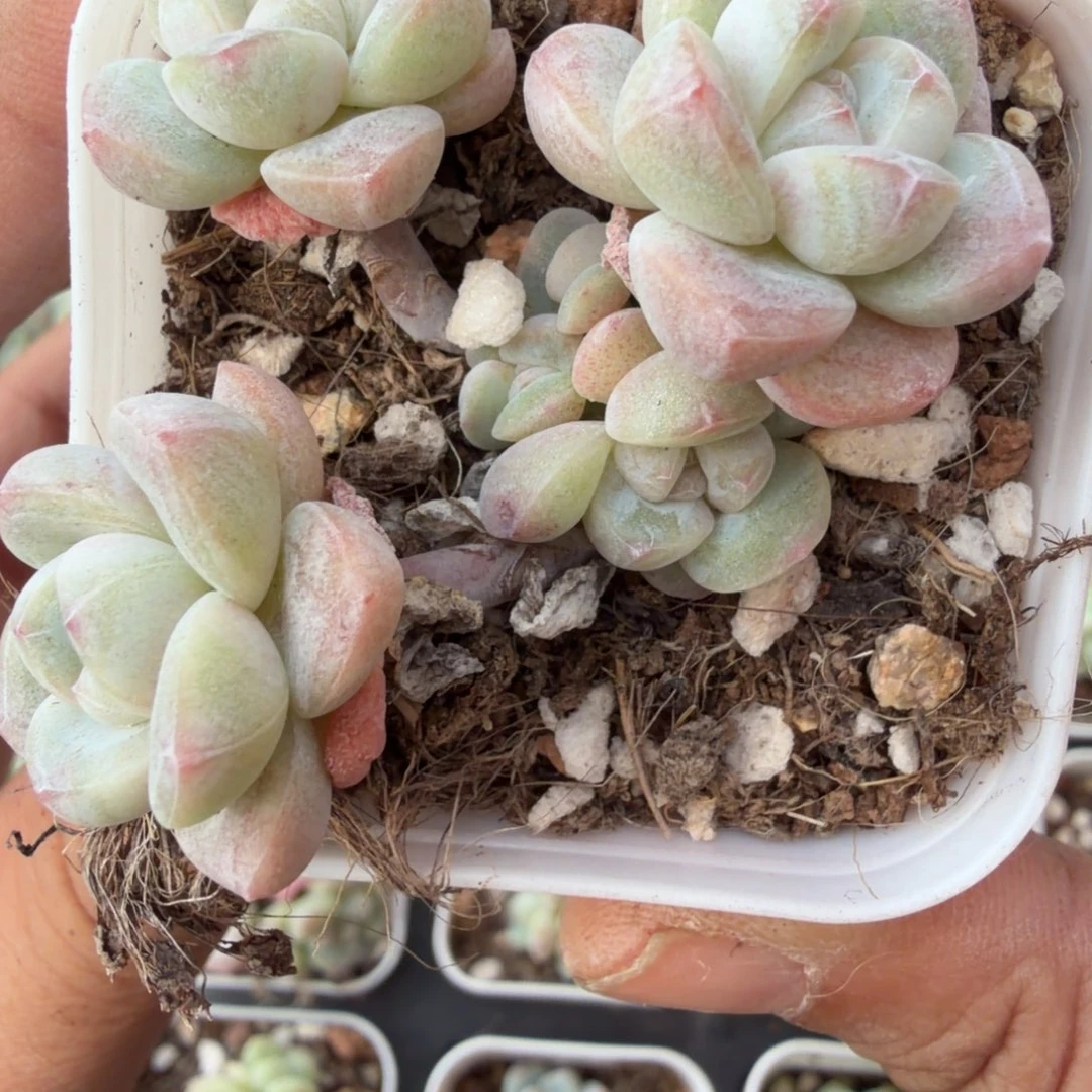 218 号到手一颗江北多肉