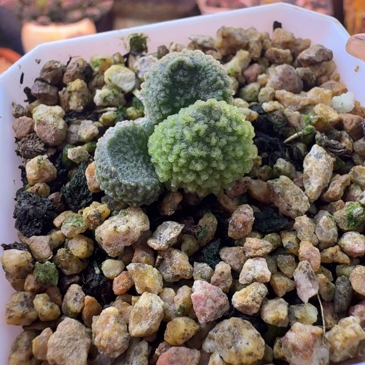 换***情  一天不吃饭就会饿