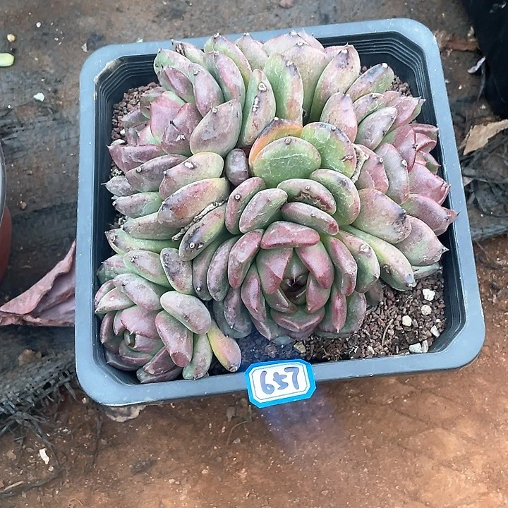 657水晶 一物一拍多肉