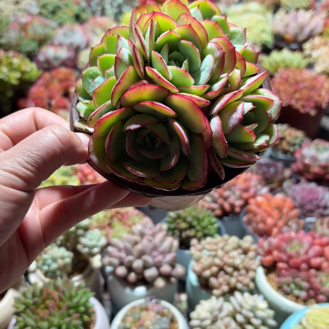 牡丹亭多肉整群11㎝盆