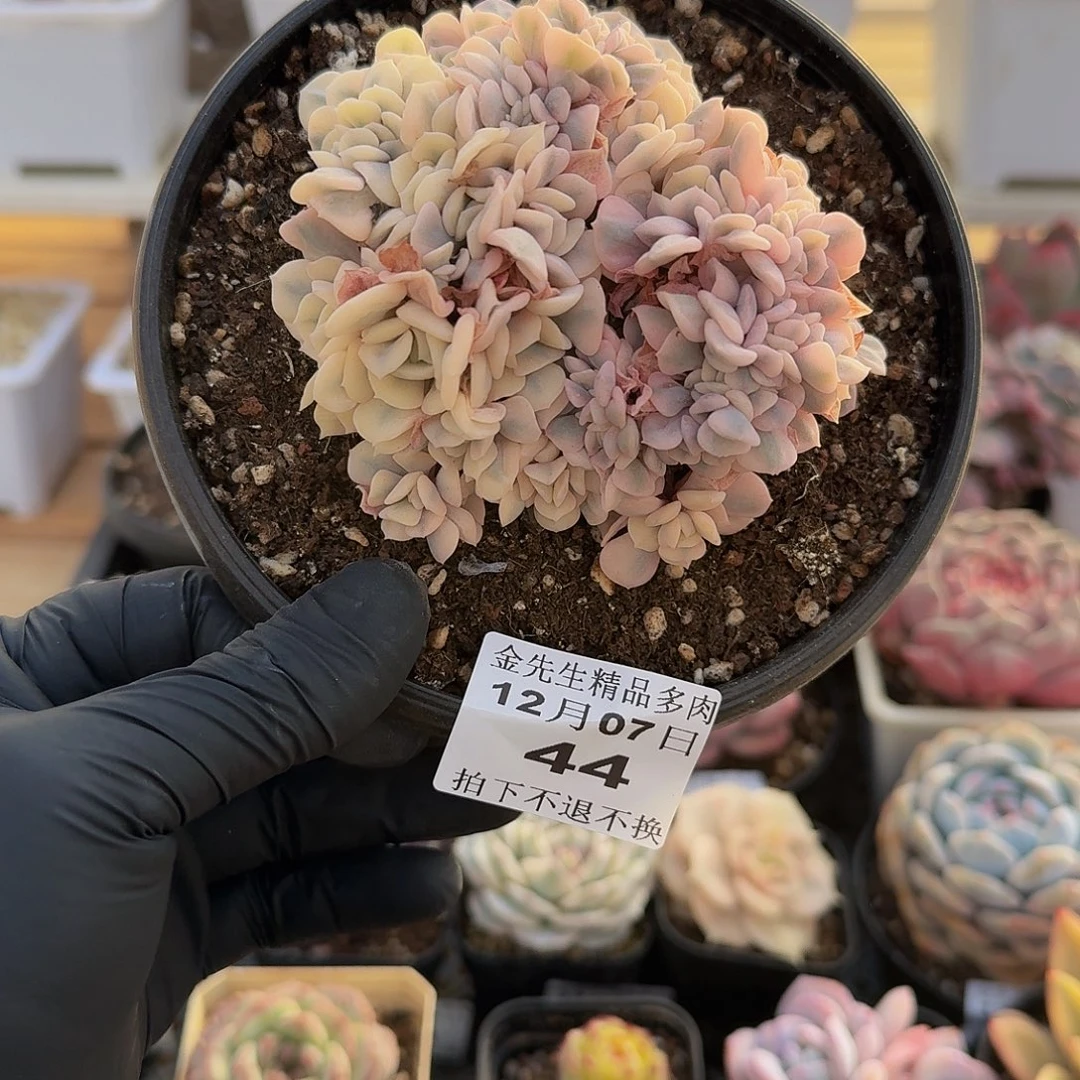 1207-44雪精灵锦缀