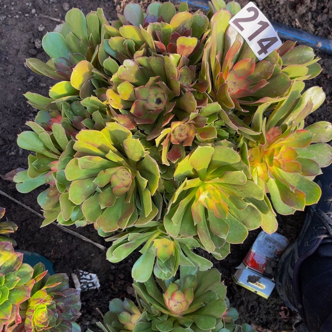 雅典娜法师16/////-20包邮