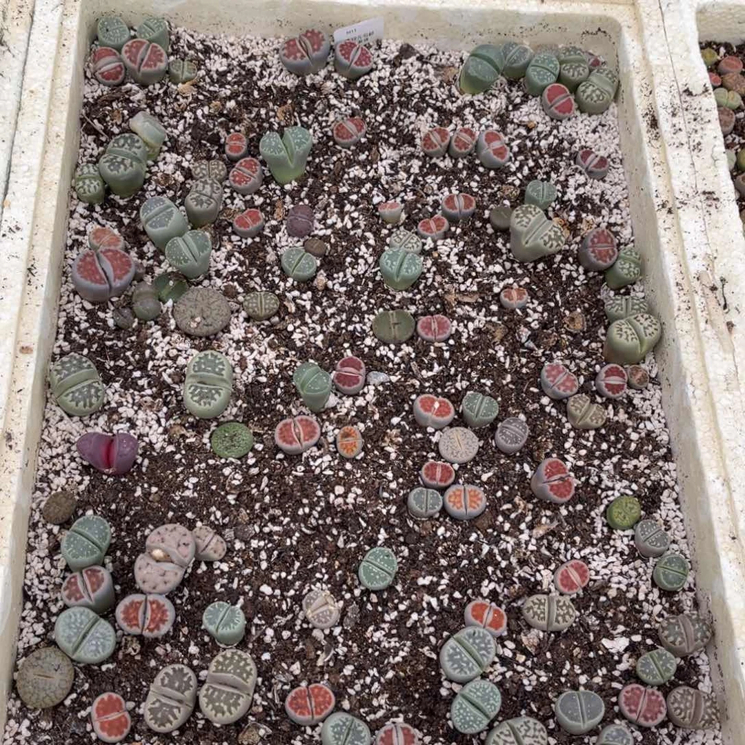 11脱土发个别腿长哈哈哈哈