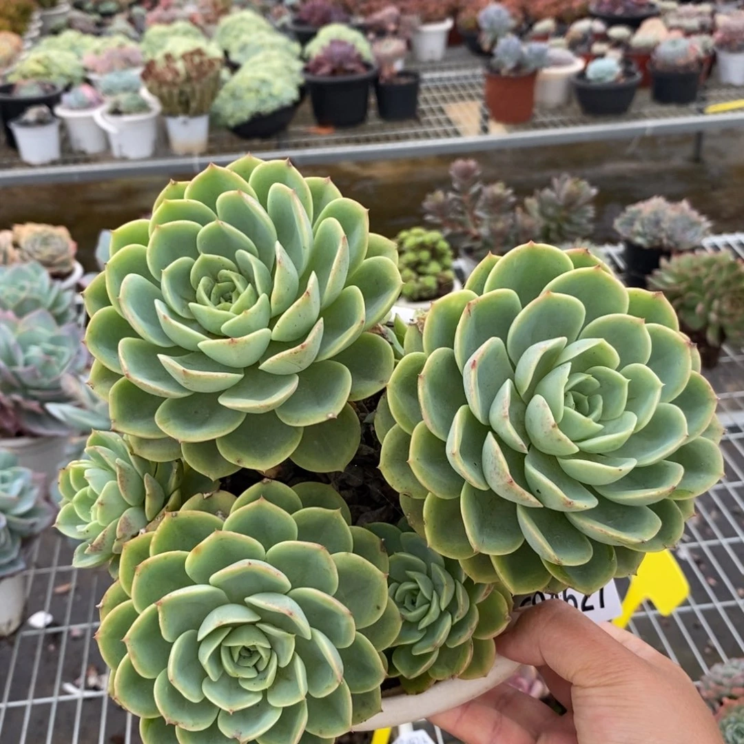 4627哈密瓜多头一物一拍