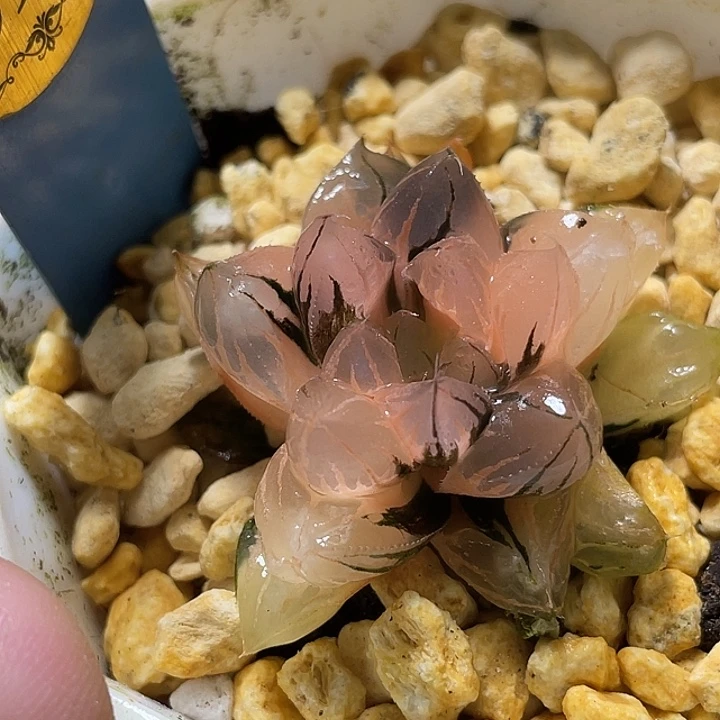 598正版水晶玉露锦