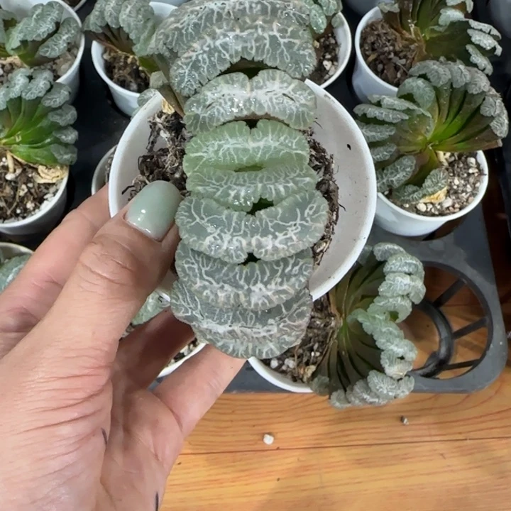 遐思虞姬母本扇子