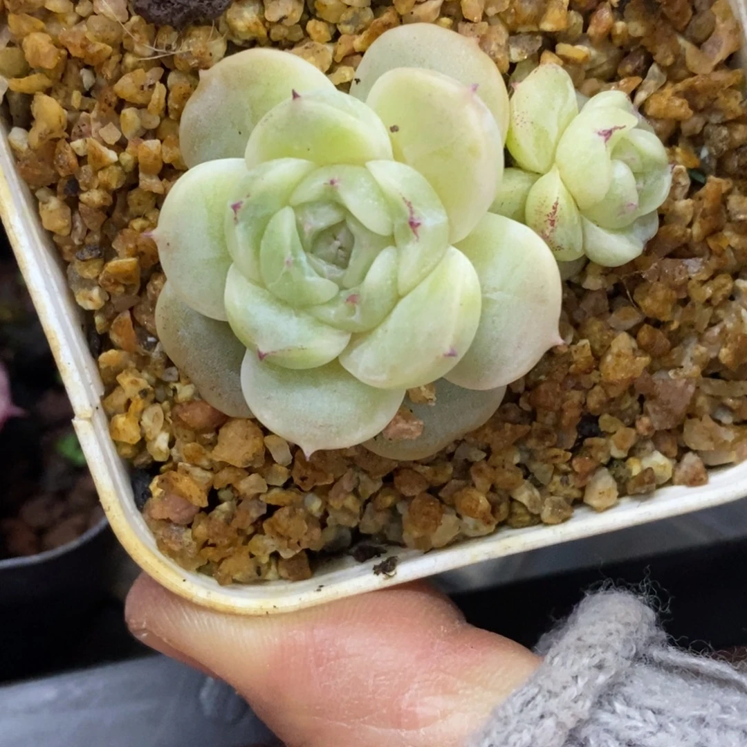 精品多肉一物一拍不包整36