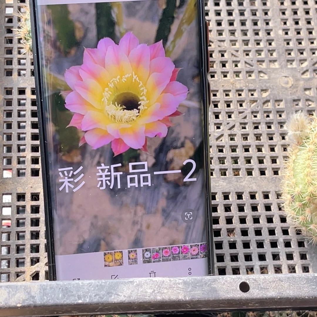 彩草—2侧芽 歪 满20包邮