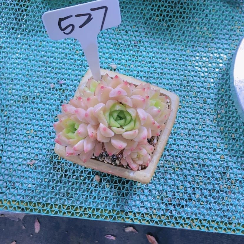 【闪购商品】萌*527
