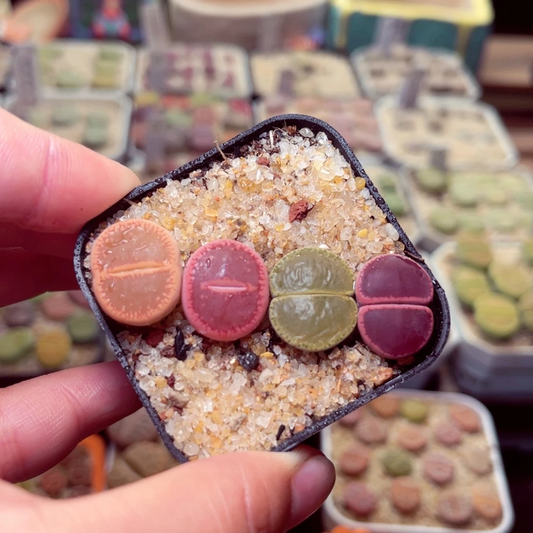 270号带盆包邮发货