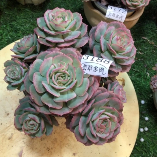 克罗地亚玫瑰，3188