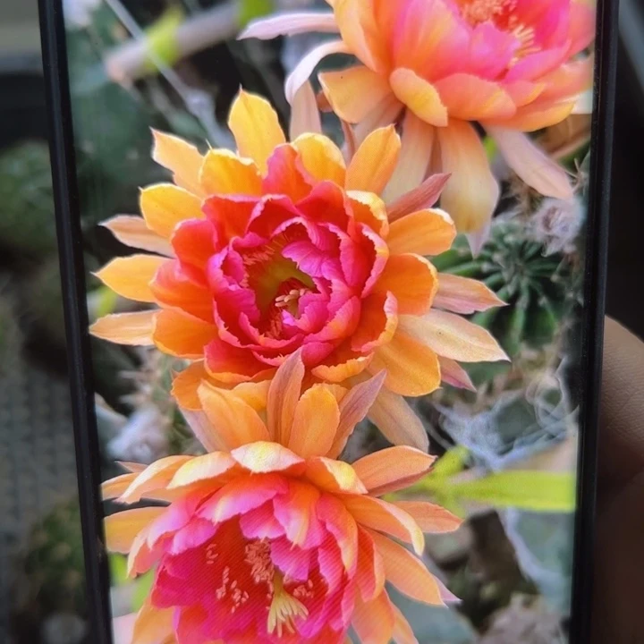 24彩草金碧辉煌歪无根侧芽4公分左右20包邮