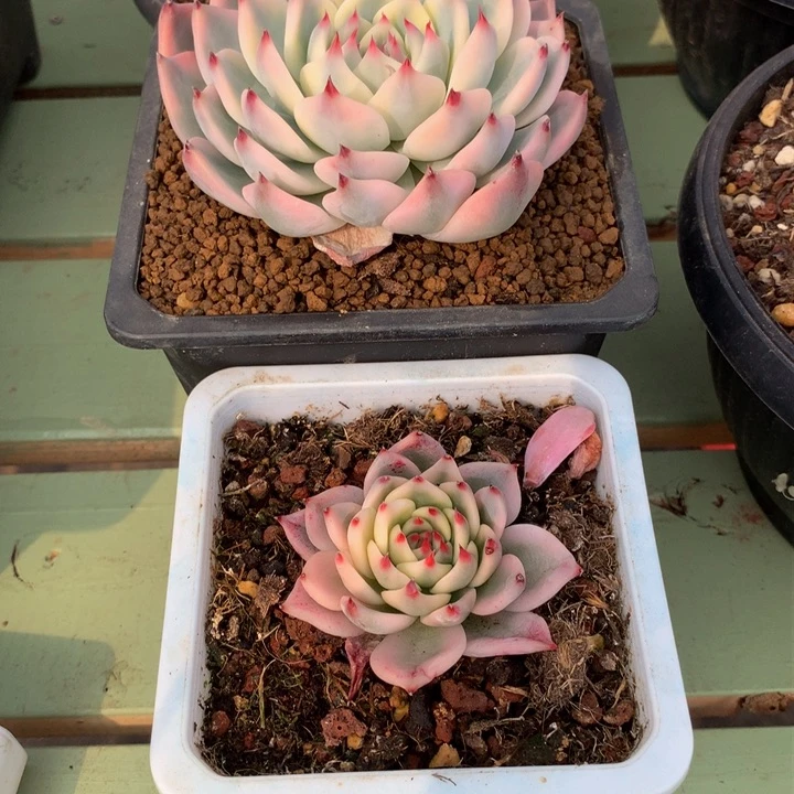 伪*吉娃娃锦两颗锦上园艺一物一拍