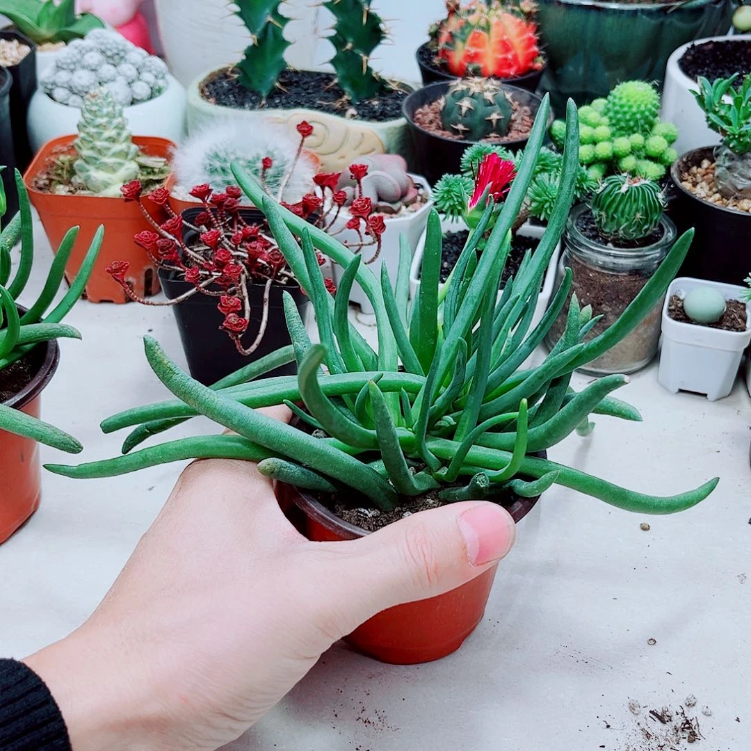 多头奔龙多肉植物