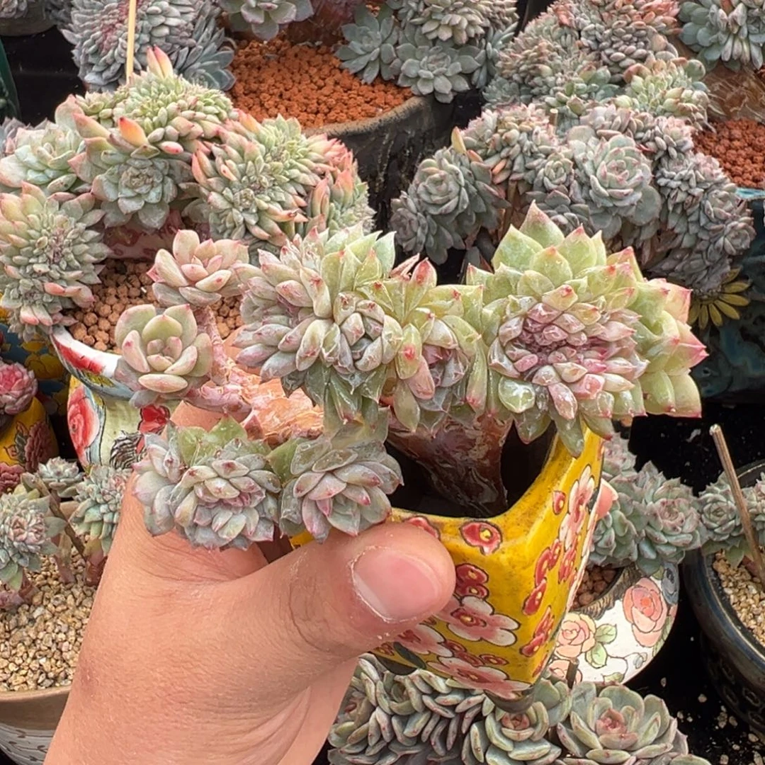 新年快乐天天开心