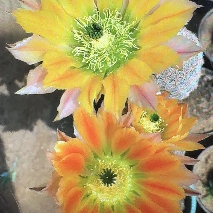 皇冠虾侧芽3公分仙人球