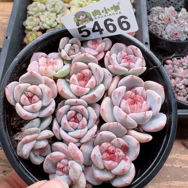 多肉植物多肉植物