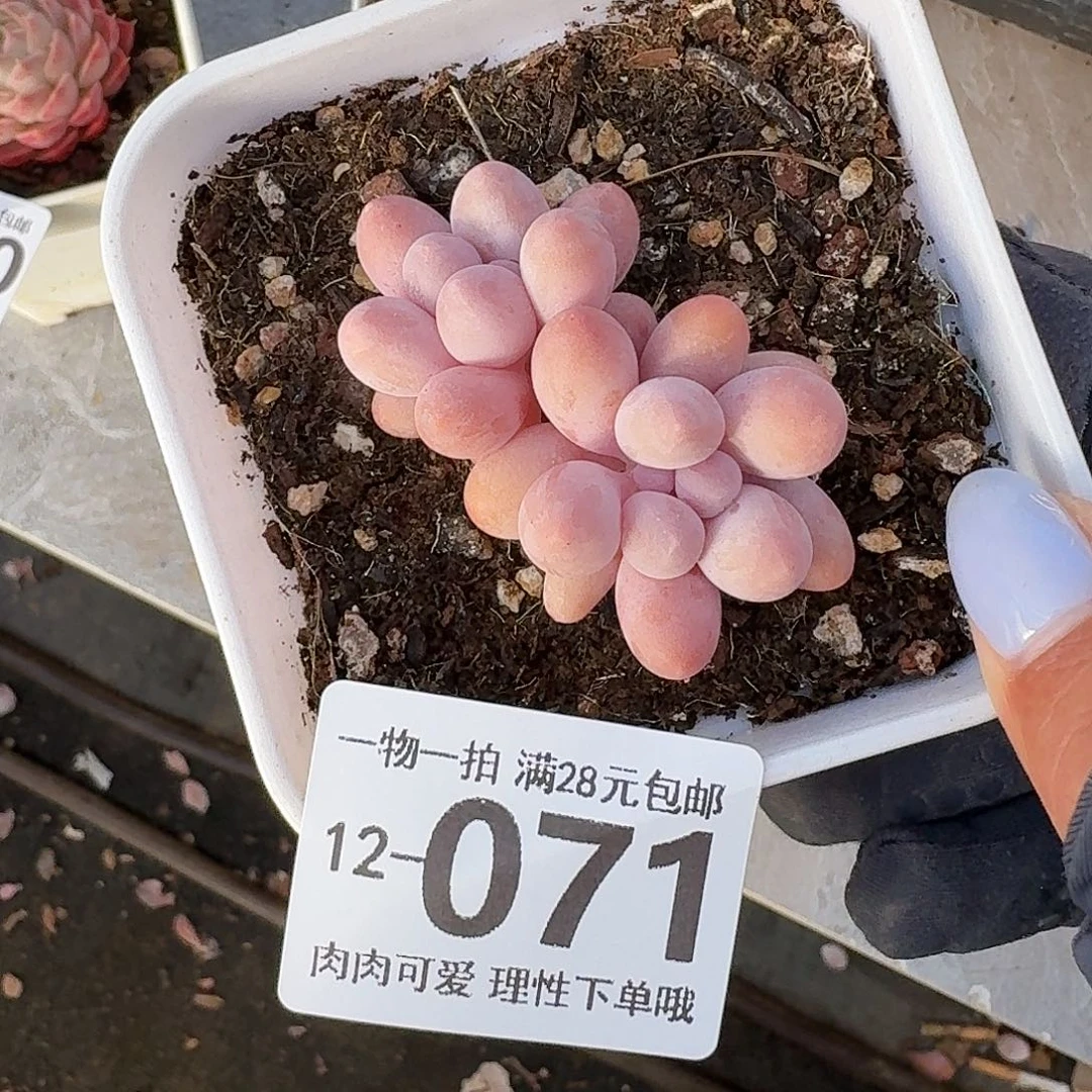 汤圆无盆土发货无