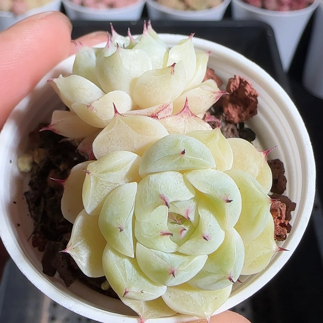 多肉1218-126小魔仙