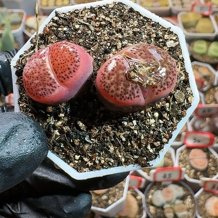 生石花111111111。   116